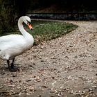 Der Schwan im Herbst