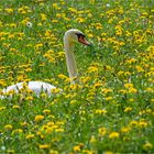 DER SCHWAN IM LÖWENZAHN