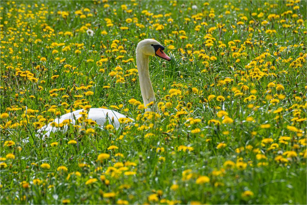 DER SCHWAN IM LÖWENZAHN