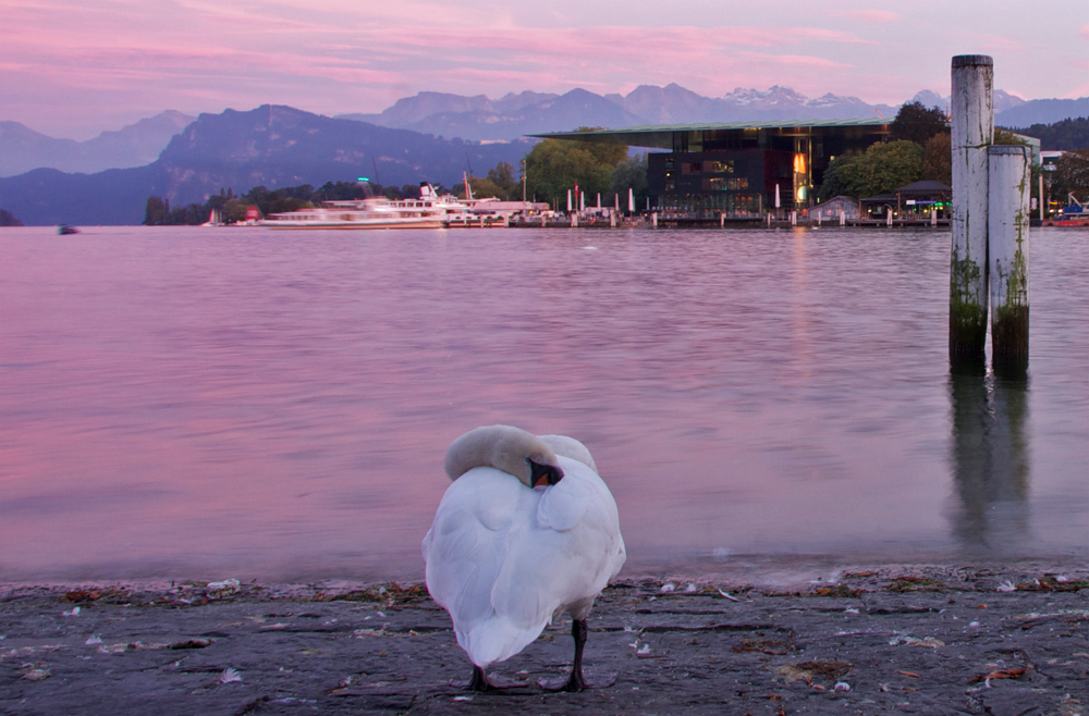 Der Schwan im Luzerner Abendrot - äh ...lila