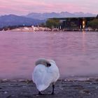 Der Schwan im Luzerner Abendrot - äh ...lila