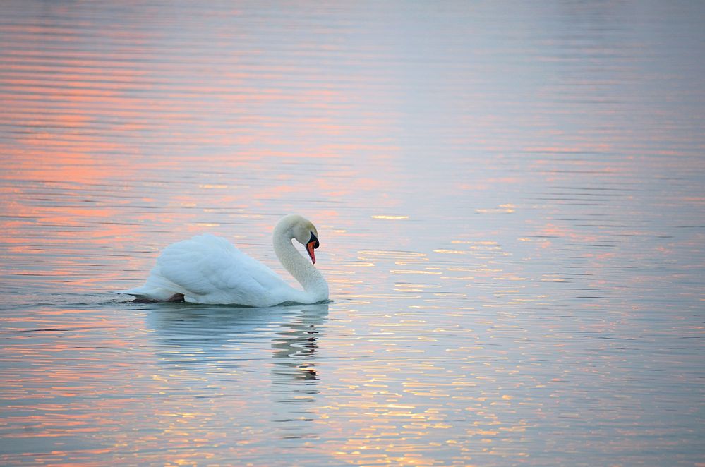 der Schwan im Morgenlicht