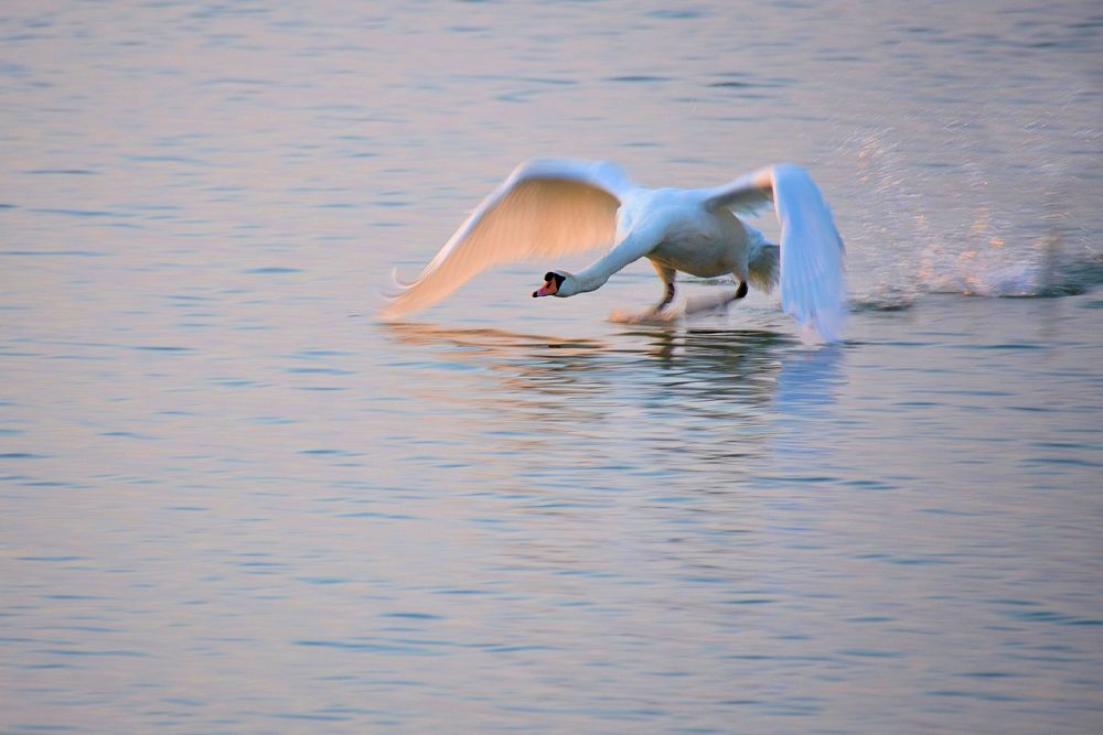 der Schwan im Morgenlicht