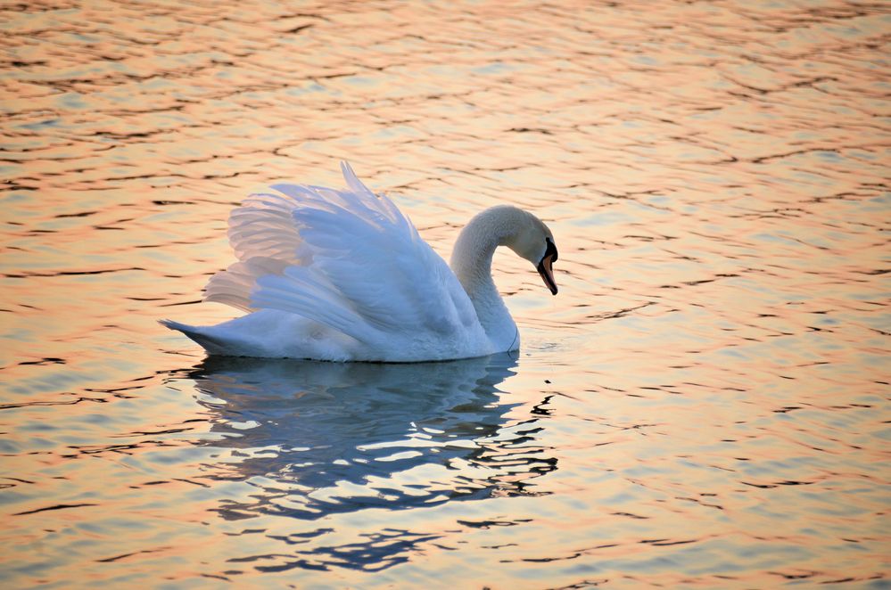 der Schwan im Morgenlicht