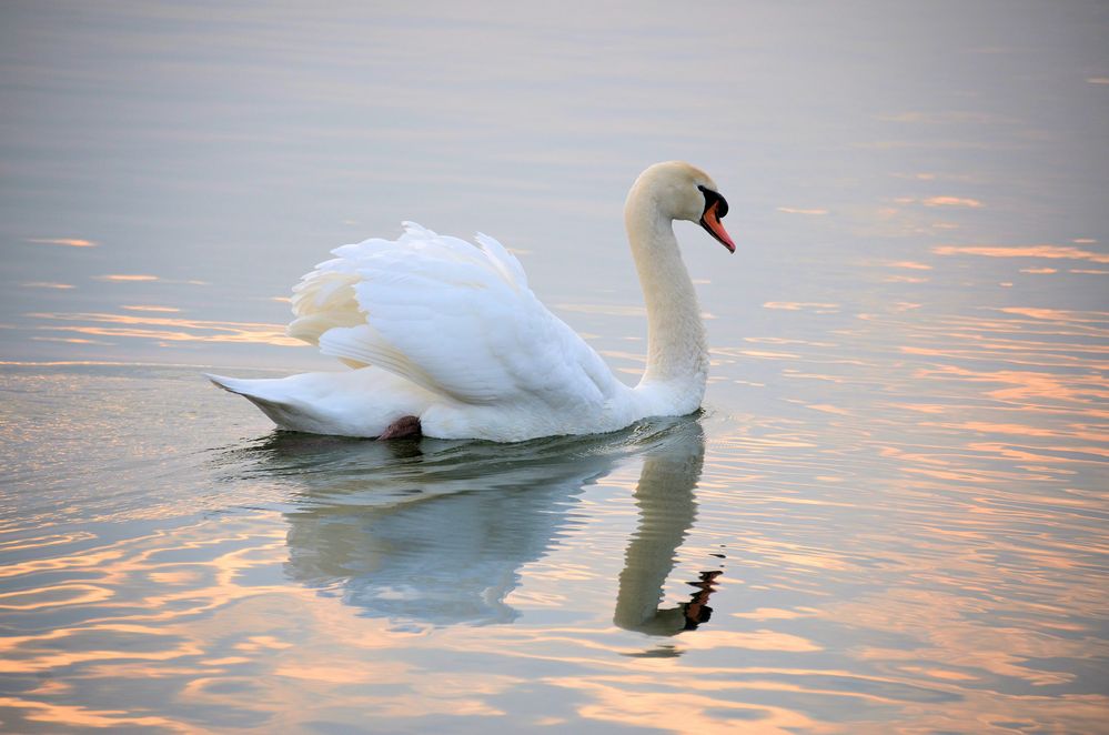 der Schwan im Morgenlicht