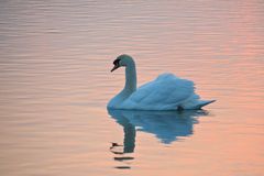 der Schwan im Morgenlicht