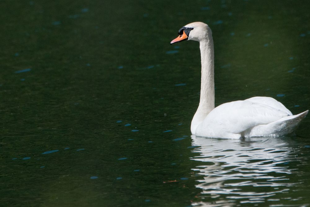 Der Schwan im nach ihm benannten See Foto & Bild | tiere, wildlife ...