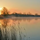 der Schwan im Nebel