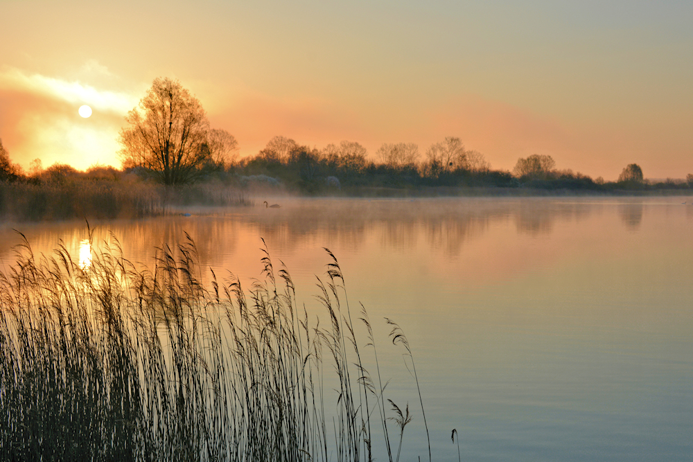 der Schwan im Nebel