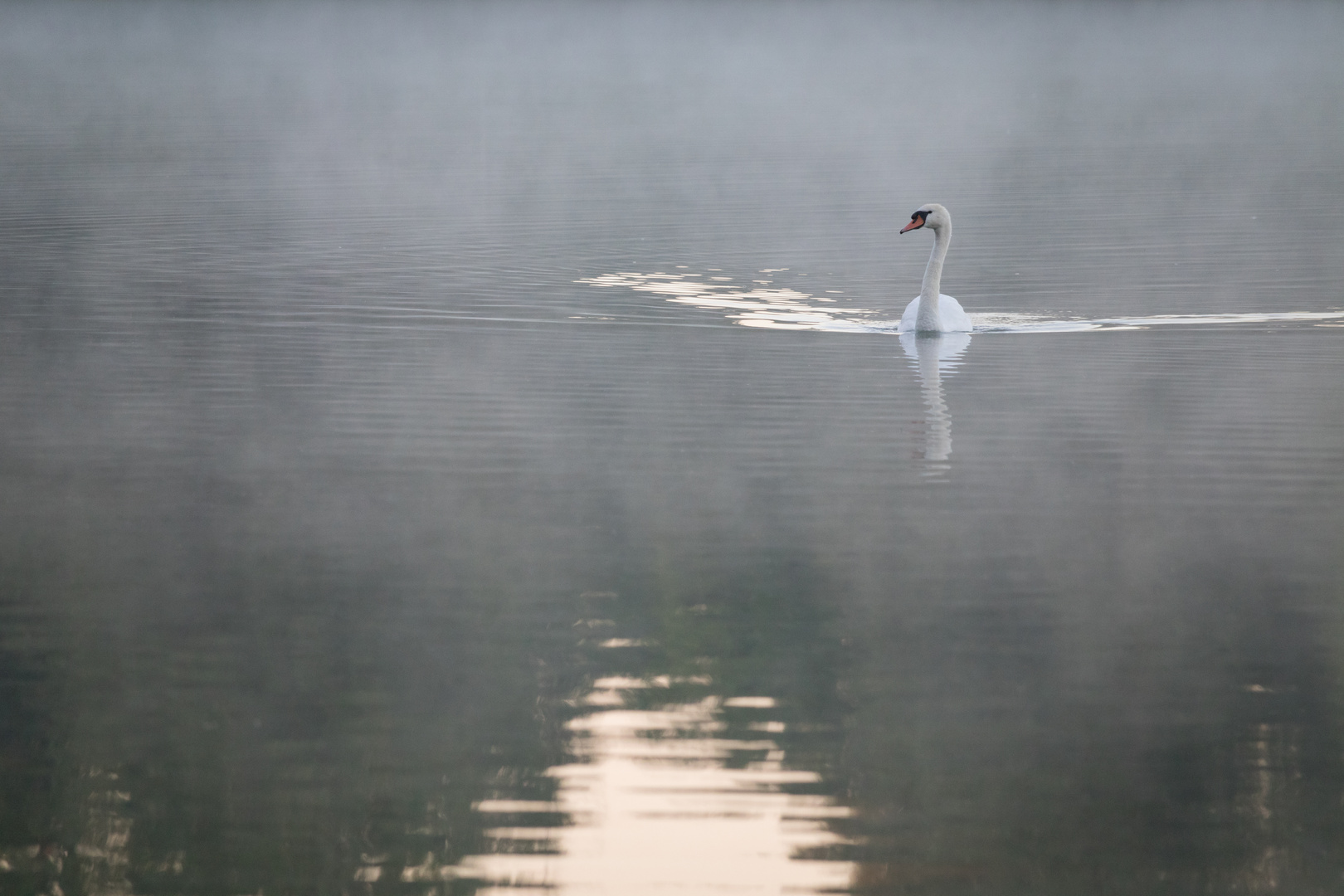 Der Schwan im Nebel