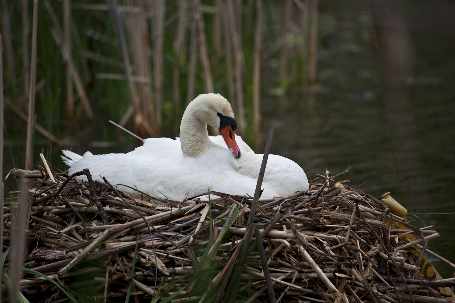 der Schwan im Nest