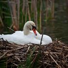 der Schwan im Nest