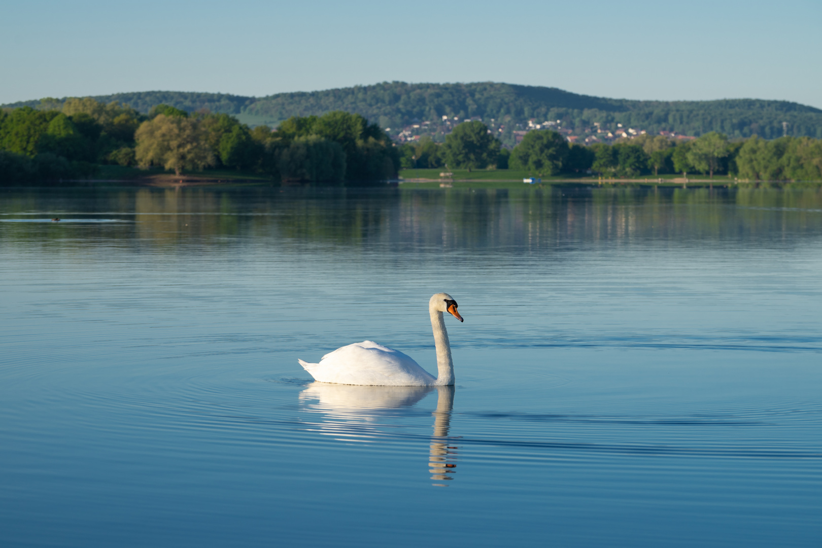 Der Schwan im See