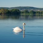 Der Schwan im See