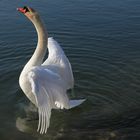 Der Schwan im See