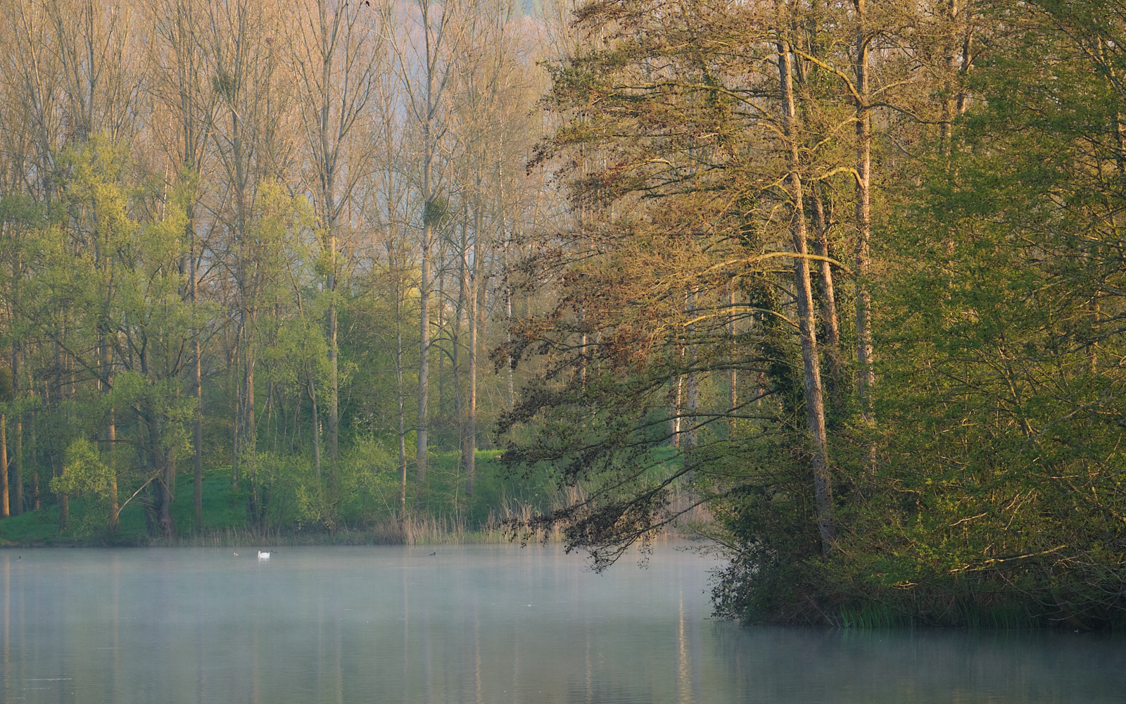 Der Schwan im See