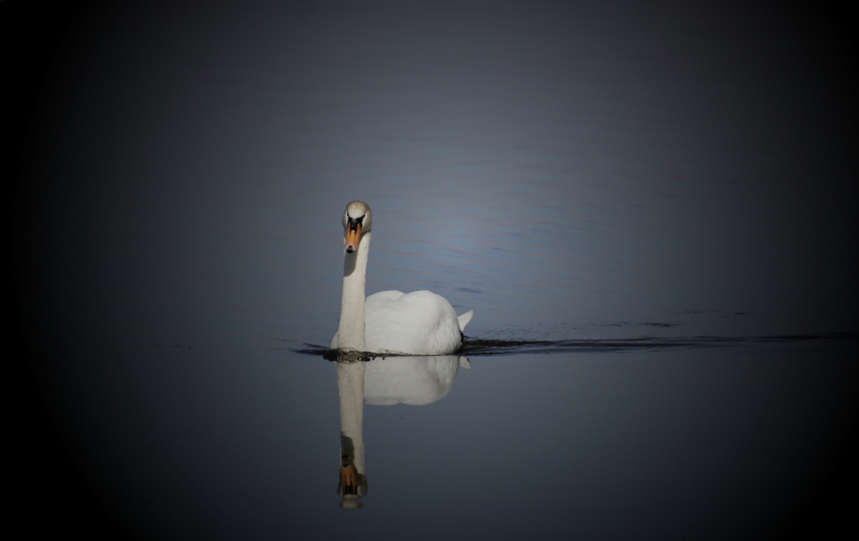 Der Schwan im See