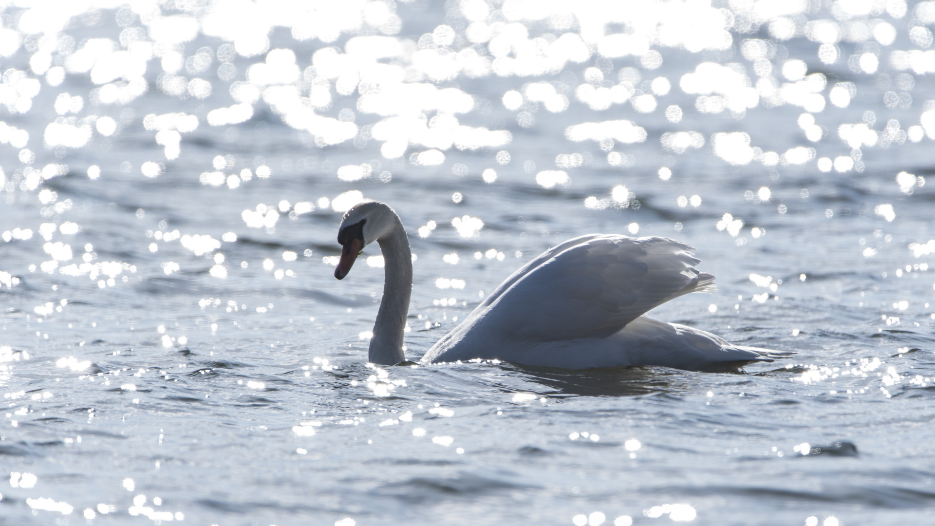 Der Schwan im Silbersee