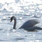 Der Schwan im Silbersee