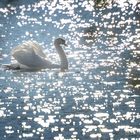 Der Schwan im Silbersee