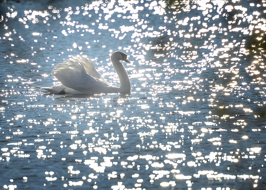 Der Schwan im Silbersee