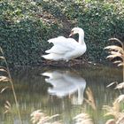 Der Schwan im Spiegel des Teichs