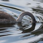 Der Schwan im Spiegelsee