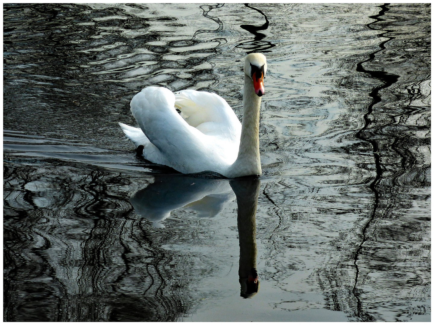 Der Schwan im Südpark ...