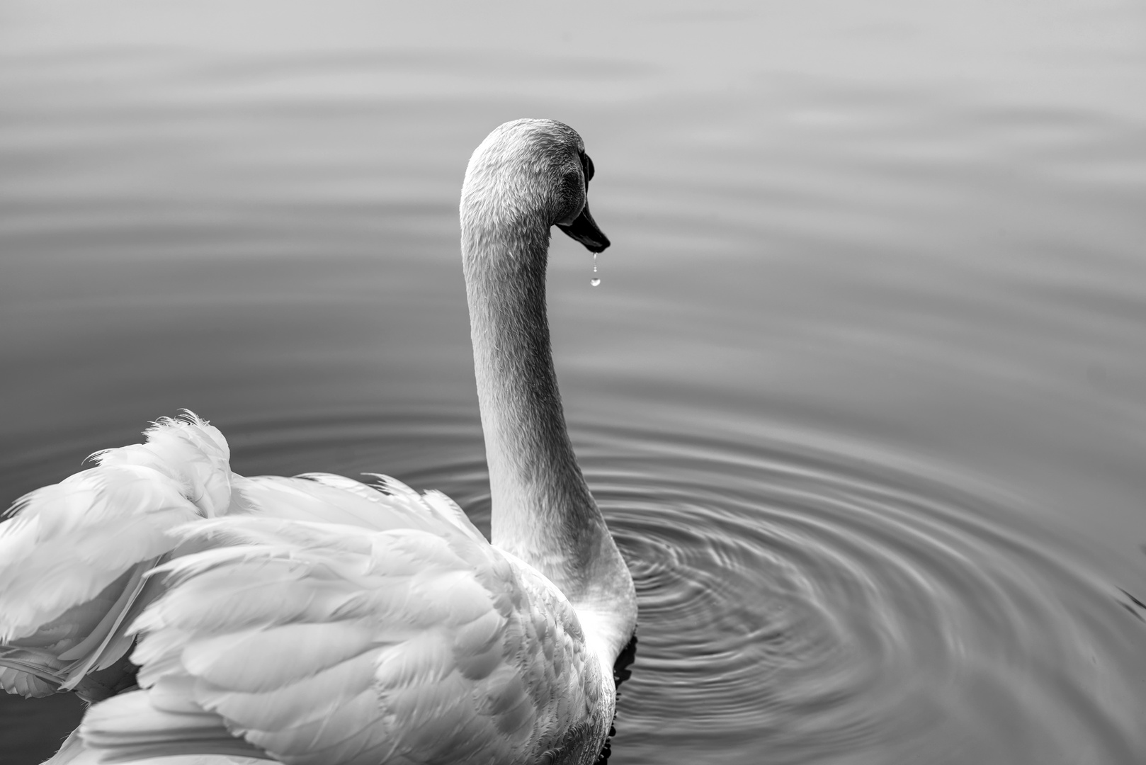 Der Schwan im Teich in Halle an der Saale, Sachsen-Anhalt, Deutschland, Germany