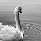 Der Schwan im Teich in Halle an der Saale, Sachsen-Anhalt, Deutschland, Germany