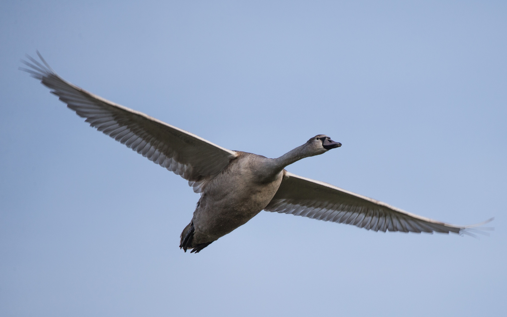 Der Schwan im Überflug...