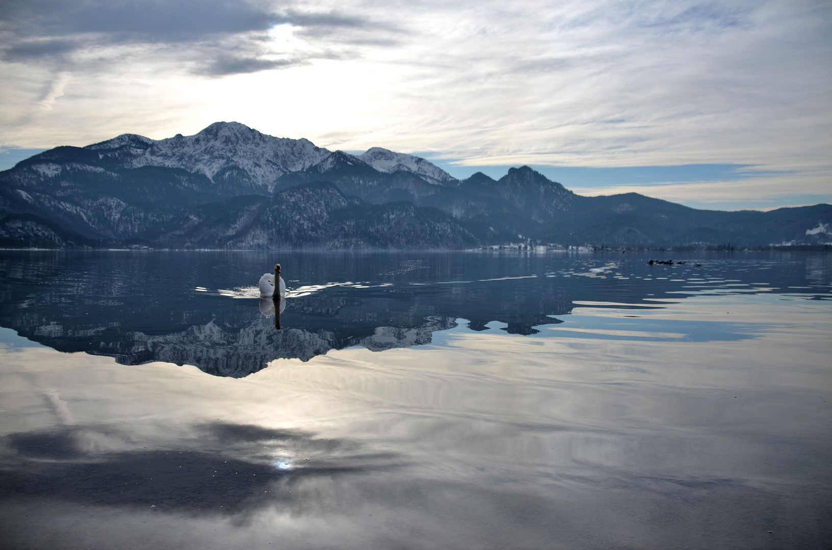 Der Schwan im Wasser...