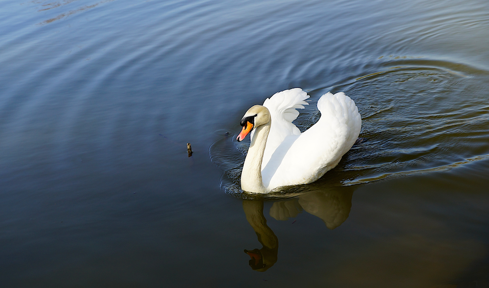 Der Schwan im Weilburger Tiergarten überquert den Teich um mich zu vertreiben!