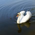 Der Schwan im Weilburger Tiergarten überquert den Teich um mich zu vertreiben!