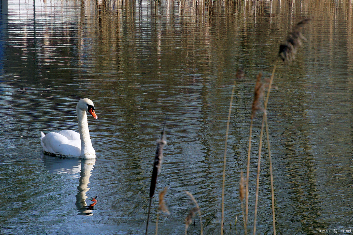 Der Schwan in Kloster auf Hiddensee im April 2018