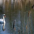 Der Schwan in Kloster auf Hiddensee im April 2018