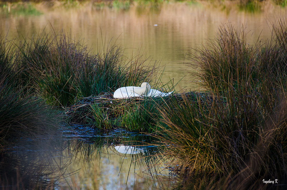 Der Schwan in seinem Nest -