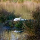 Der Schwan in seinem Nest -