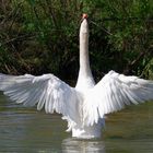 der Schwan in seinem Reich