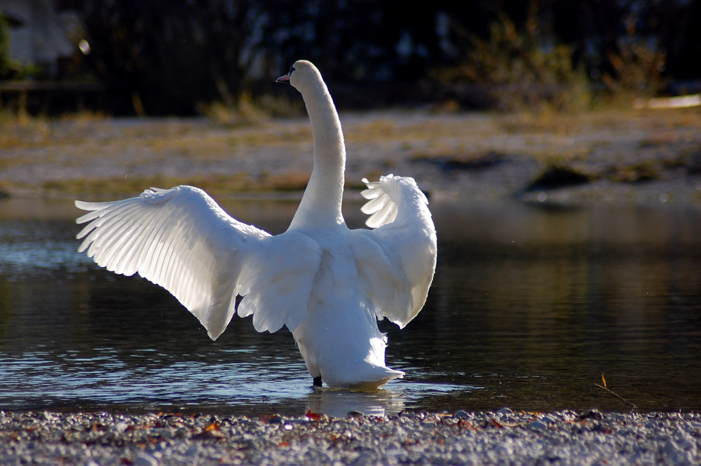 Der Schwan in seiner ganzen Schönheit