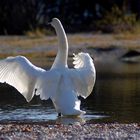 Der Schwan in seiner ganzen Schönheit