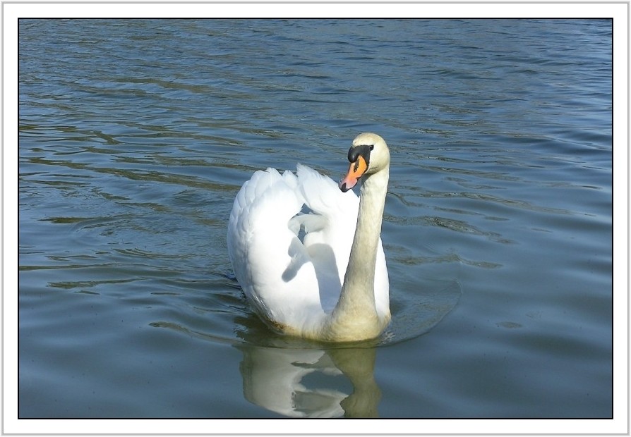 Der Schwan kommt...