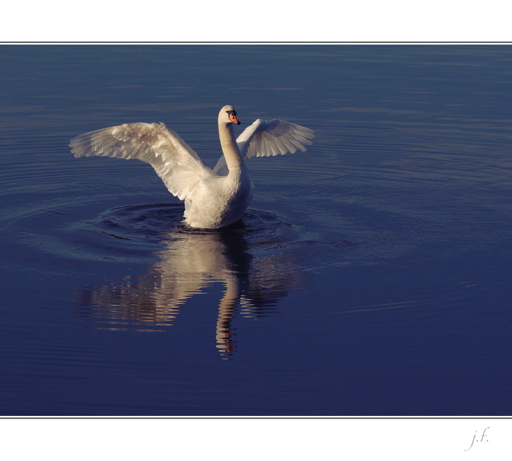 Der Schwan lässt es sich gut gehen ...