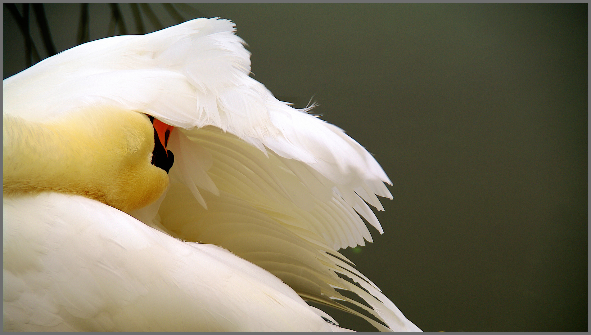 der schwan . ludwigs markenzeichen