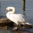 Der Schwan mein Freund