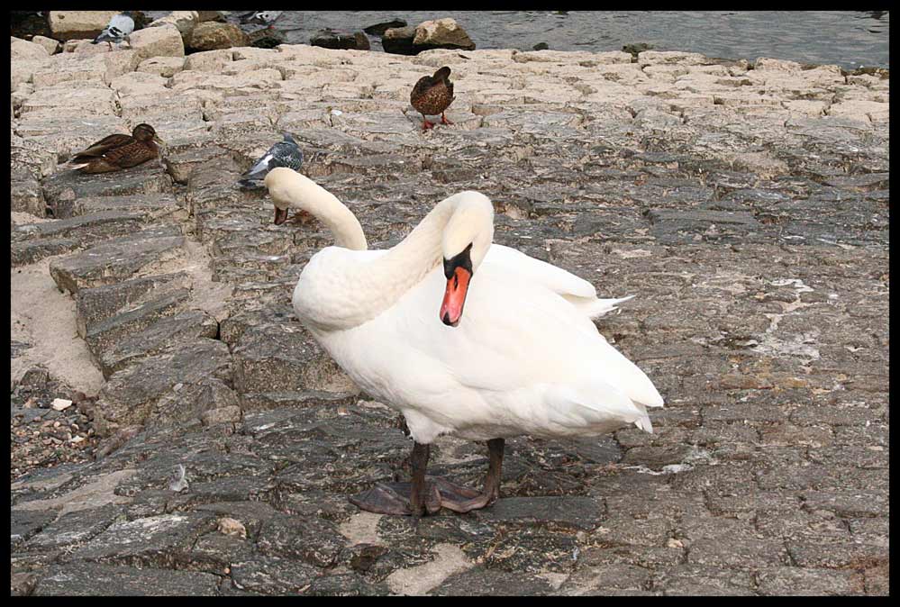 Der Schwan mit den zwei Köpfen