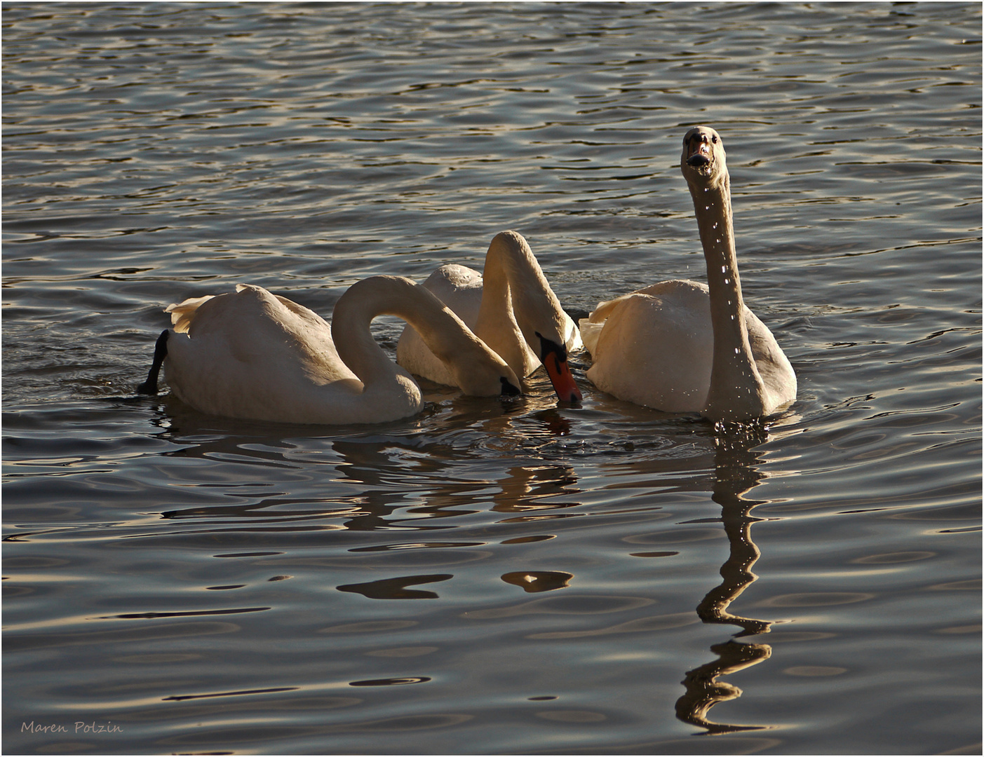 Der Schwan mit der Perlenkette