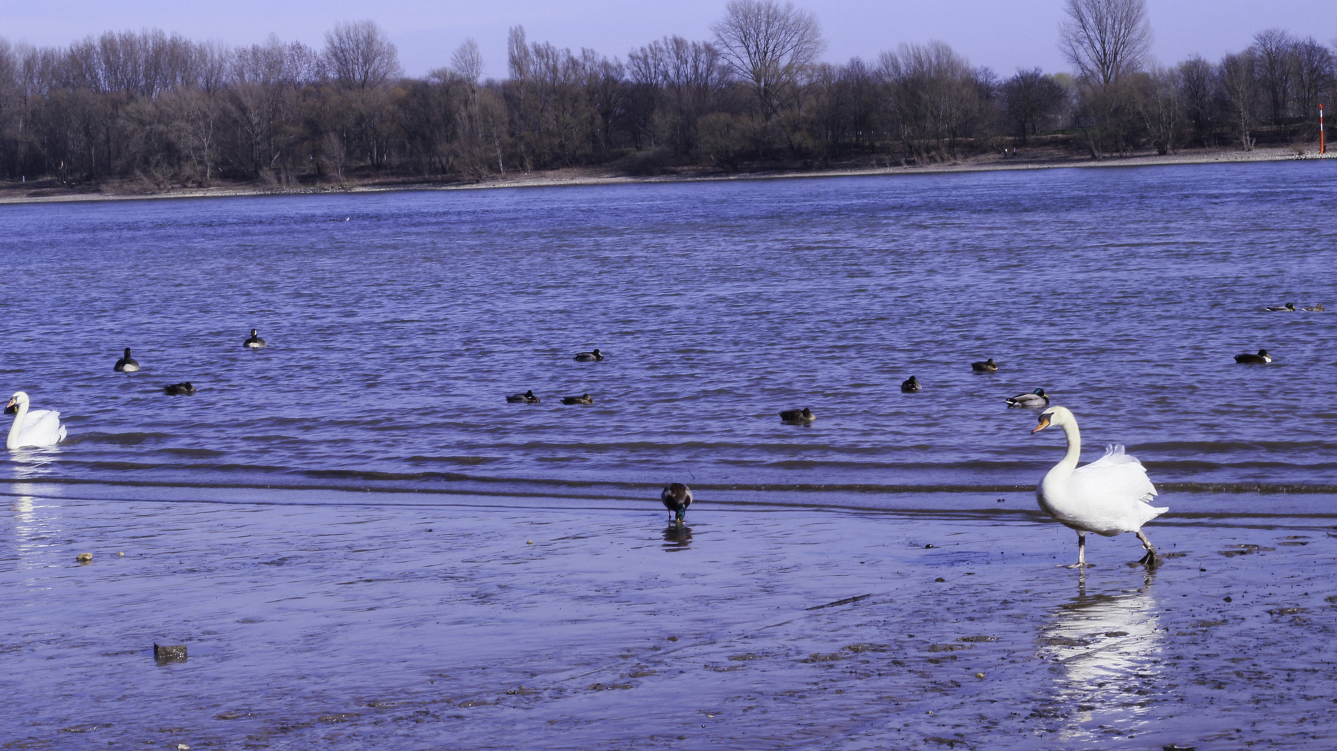 Der Schwan mit Spiegelung