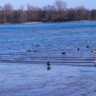 Der Schwan mit Spiegelung