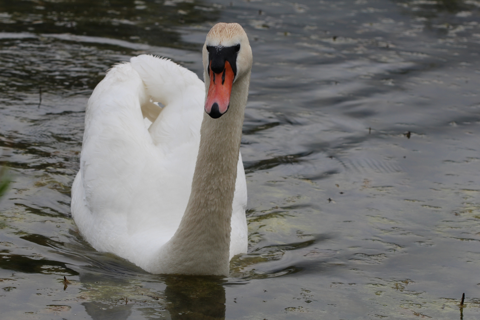 Der Schwan - nah